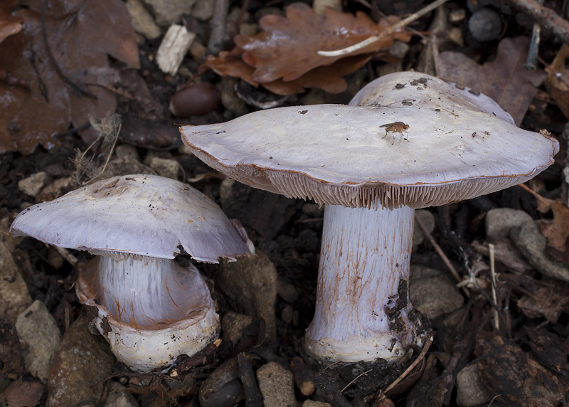 Cortinarius caerulescens